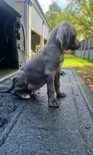 Weimaraner puppies