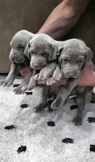 Weimaraner puppies