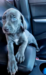 Weimaraner puppies