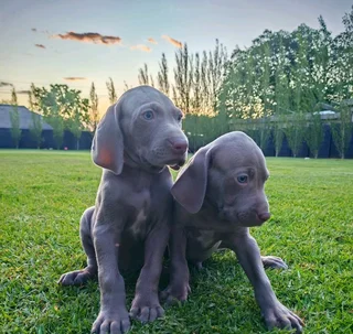 Weimaraner puppies