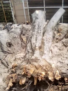 Leonard Tree Fellers Stump Removal and Garderning