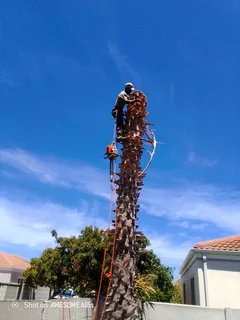 Keagan Tree Fellers Stump Removal and Garderning