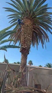 Keagan Tree Fellers Stump Removal and Garderning