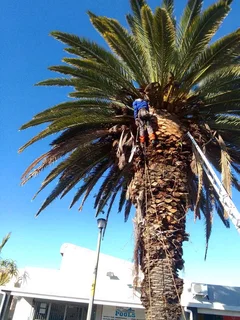 Keagan Tree Fellers Stump Removal and Garderning