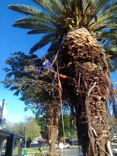 Keagan Tree Fellers Stump Removal and Garderning