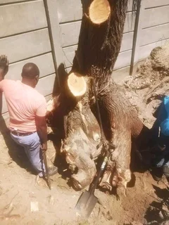 Donald Tree Fellers Stump Removal and Garderning