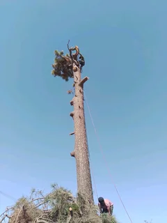 Donald Tree Fellers Stump Removal and Garderning