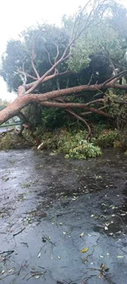 Joe Tree Fellers Stump Removal and Garderning