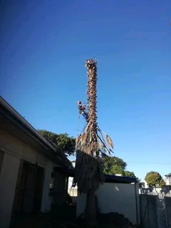 Rupert Tree Fellers Stump Removal and Garderning