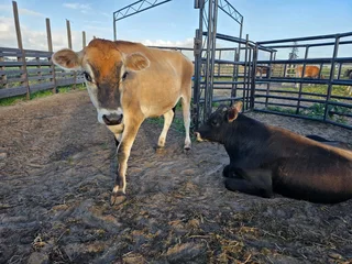Ox,bulls and calves  for sale