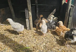 3 week old chicks