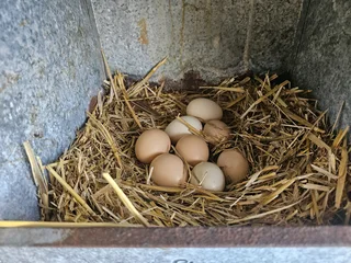 Fertile farm chicken eggs