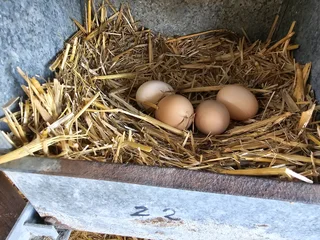 Fertile farm chicken eggs