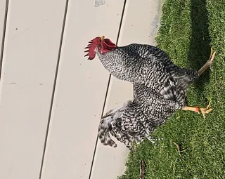 Free range Roosters