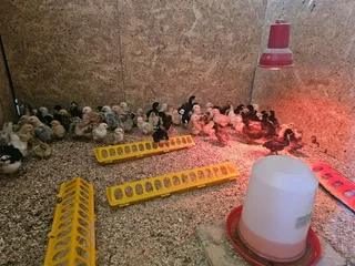 Farm chicks for sale