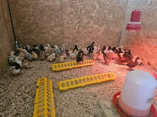 Farm chicks for sale