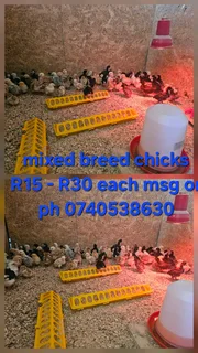 Farm chicks for sale