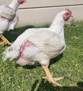 Broilers available weekly