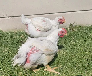 Broilers available weekly