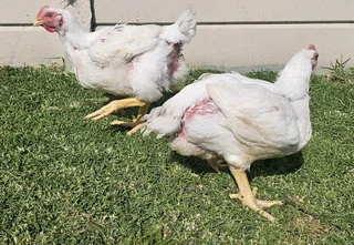 Broilers available weekly