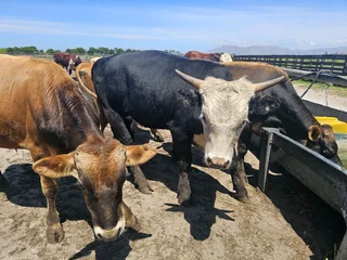 Bulle te koop/bulls for sale