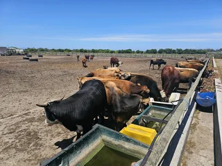 Bulle te koop/bulls for sale