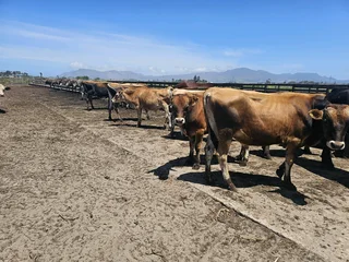 Bulle te koop/bulls for sale