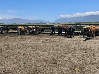 Bulle te koop/bulls for sale