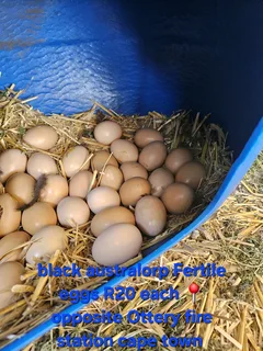 Fertile australorp eggs