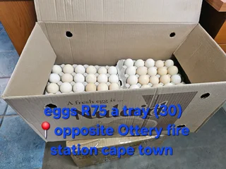 Eggs for sale