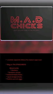 Chicks for sale
