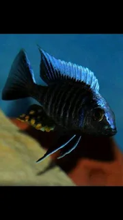 Malawi Fish