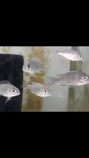Malawi Fish