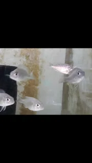 Malawi Fish