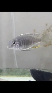 Malawi Fish