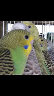 Young Budgies