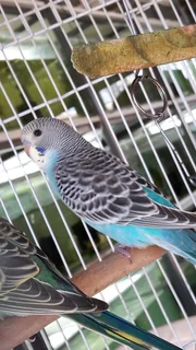 Young Budgies