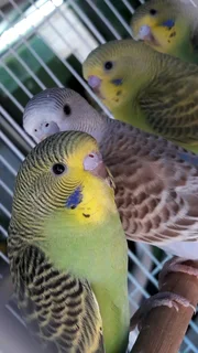 Young Budgies