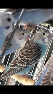 Young Budgies