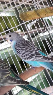Young Budgies