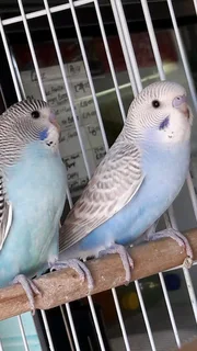 Young Budgies