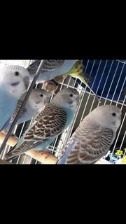 Young Budgies