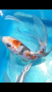 Koi Fish