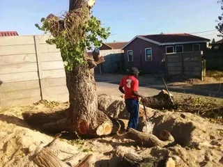 Tree Felling