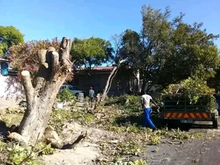 Tree Felling