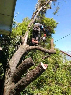 Tree Felling