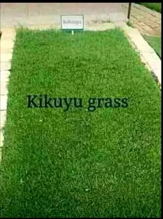 Kikuyu grass