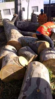 Tree Felling 067 048 5113