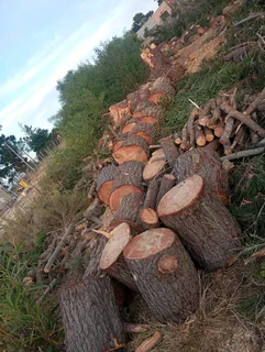 Tree Felling 067 048 5113