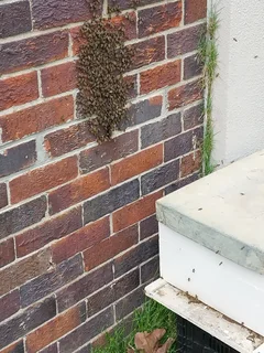 bee removal service